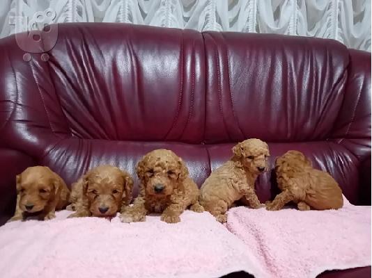 PoulaTo: Κουτάβια Maltipoo
